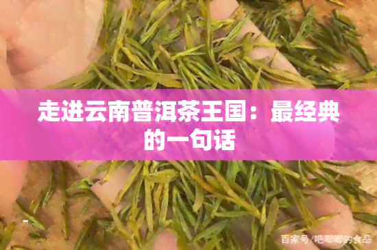 走进云南普洱茶王国：最经典的一句话