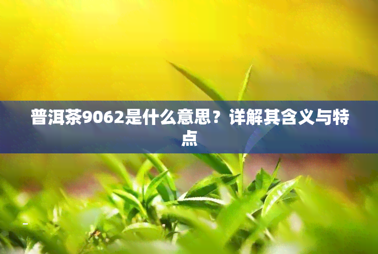 普洱茶9062是什么意思？详解其含义与特点