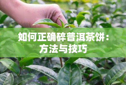 如何正确碎普洱茶饼：方法与技巧