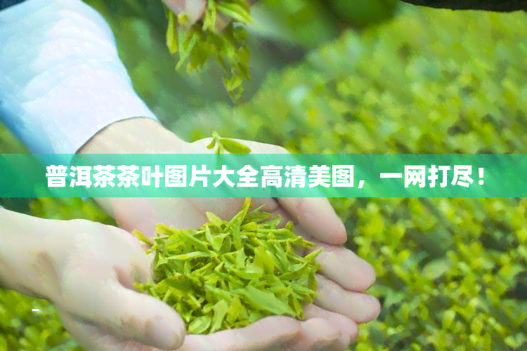 普洱茶茶叶图片大全高清美图，一网打尽！