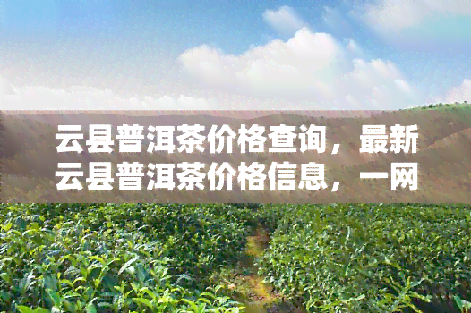 云县普洱茶价格查询，最新云县普洱茶价格信息，一网打尽！