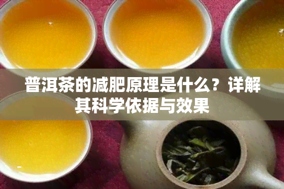 普洱茶的减肥原理是什么？详解其科学依据与效果