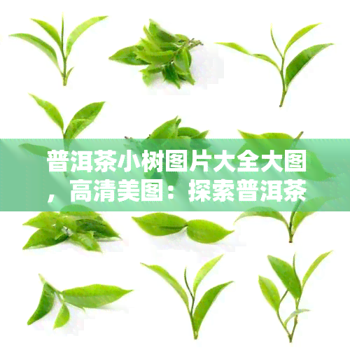 普洱茶小树图片大全大图，高清美图：探索普洱茶小树的魅力！