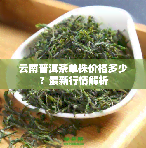 云南普洱茶单株价格多少？最新行情解析