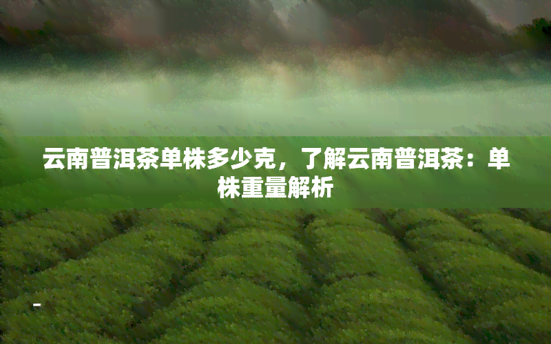 云南普洱茶单株多少克，了解云南普洱茶：单株重量解析