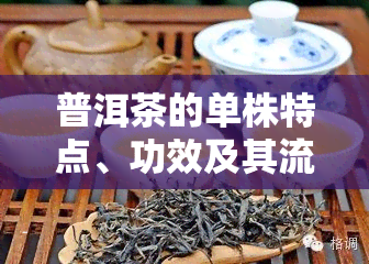 普洱茶的单株特点、功效及其流行历