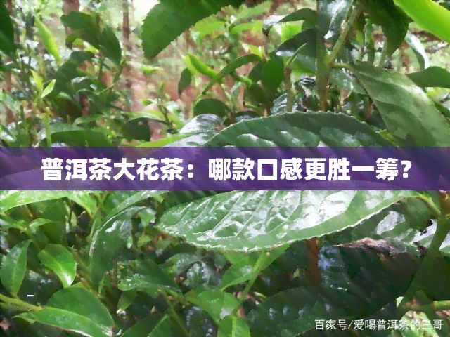 普洱茶大花茶：哪款口感更胜一筹？