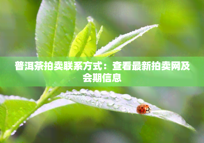 普洱茶拍卖联系方式：查看最新拍卖网及会期信息