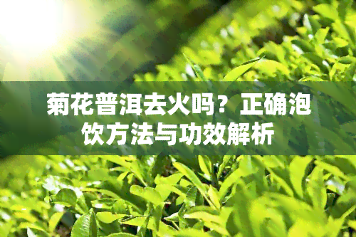 菊花普洱去火吗？正确泡饮方法与功效解析