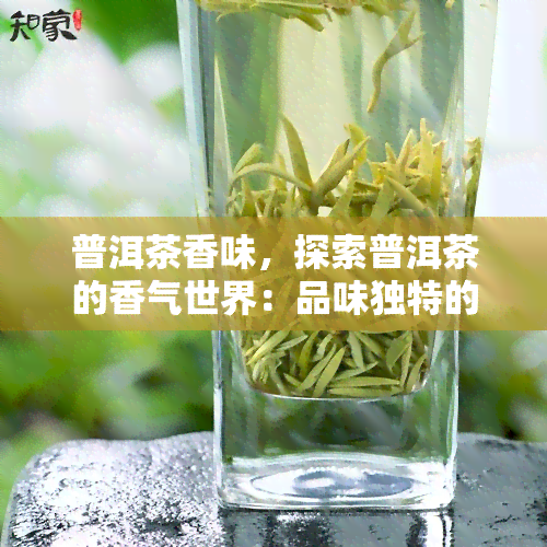 普洱茶香味，探索普洱茶的香气世界：品味独特的茶香韵味