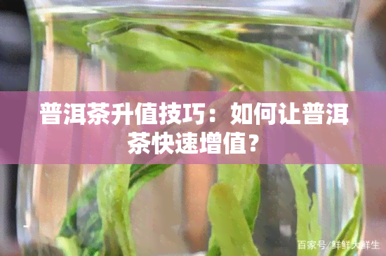 普洱茶升值技巧：如何让普洱茶快速增值？