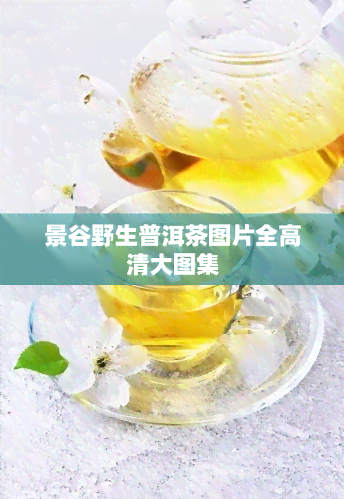 景谷野生普洱茶图片全高清大图集