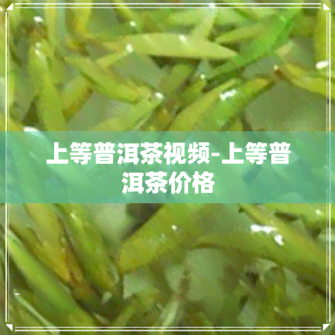 上等普洱茶视频-上等普洱茶价格