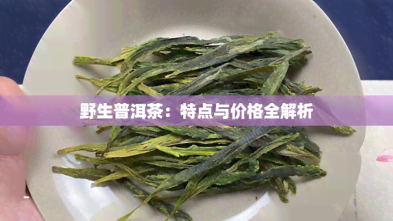 野生普洱茶：特点与价格全解析