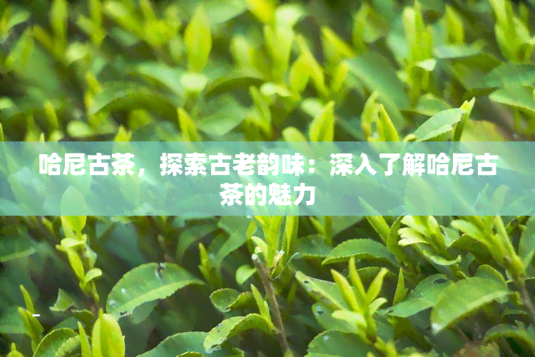 哈尼古茶，探索古老韵味：深入了解哈尼古茶的魅力