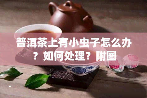 普洱茶上有小虫子怎么办？如何处理？附图