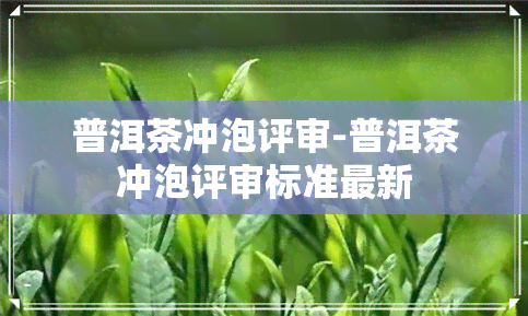 普洱茶冲泡评审-普洱茶冲泡评审标准最新