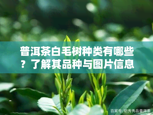 普洱茶白毛树种类有哪些？了解其品种与图片信息