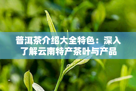 普洱茶介绍大全特色：深入了解云南特产茶叶与产品