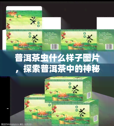 普洱茶虫什么样子图片，探索普洱茶中的神秘生物：虫子的真面目大揭秘！附图片解析