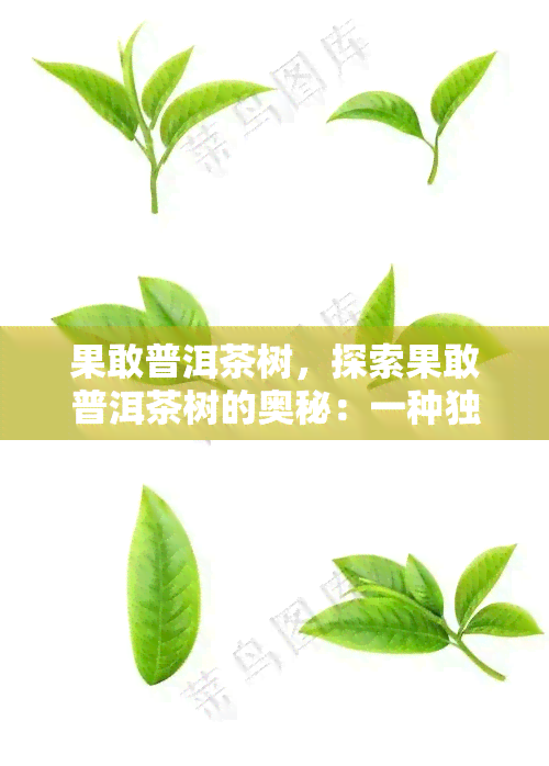 果敢普洱茶树，探索果敢普洱茶树的奥秘：一种独特的茶叶品种