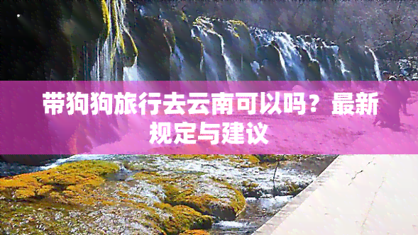 带狗狗旅行去云南可以吗？最新规定与建议