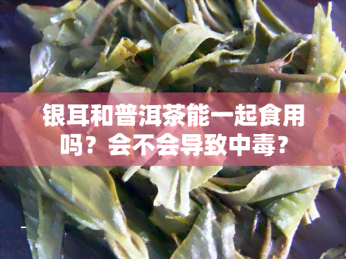 银耳和普洱茶能一起食用吗？会不会导致中？