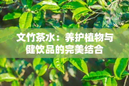 文竹茶水：养护植物与健饮品的完美结合