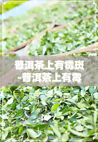 普洱茶上有霉斑-普洱茶上有霉斑能喝吗