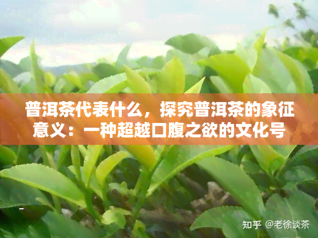 普洱茶代表什么，探究普洱茶的象征意义：一种超越口腹之欲的文化号