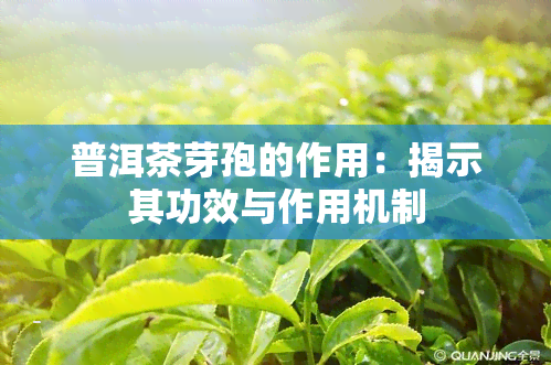 普洱茶芽孢的作用：揭示其功效与作用机制