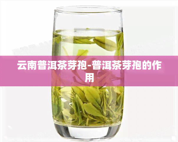 云南普洱茶芽孢-普洱茶芽孢的作用