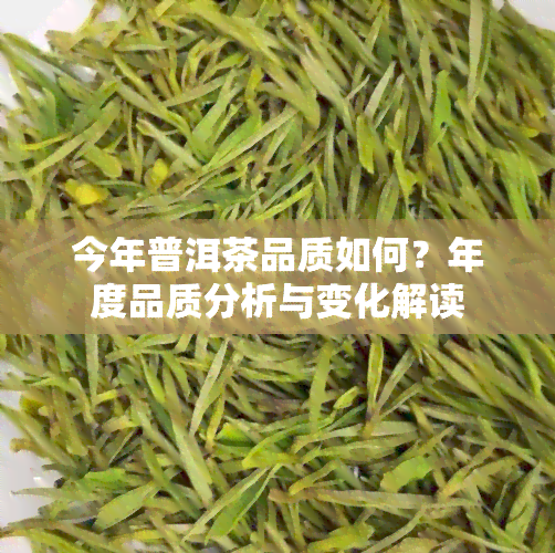 今年普洱茶品质如何？年度品质分析与变化解读