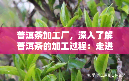 普洱茶加工厂，深入了解普洱茶的加工过程：走进普洱茶加工厂