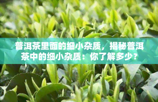 普洱茶里面的细小杂质，揭秘普洱茶中的细小杂质：你了解多少？