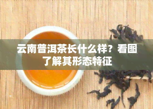 云南普洱茶长什么样？看图了解其形态特征