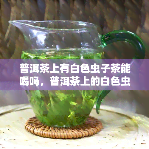 普洱茶上有白色虫子茶能喝吗，普洱茶上的白色虫子：能否饮用？