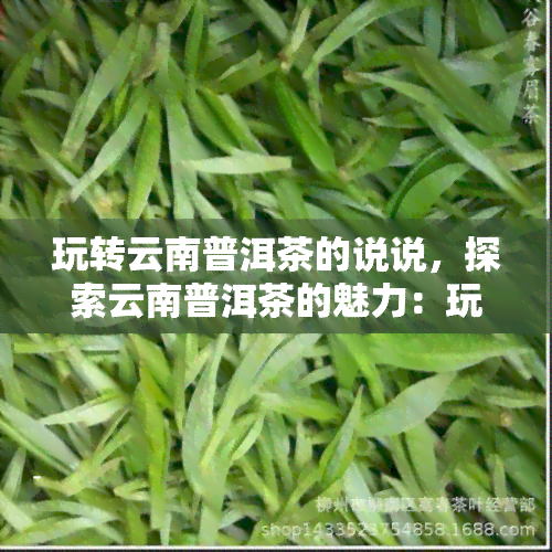 玩转云南普洱茶的说说，探索云南普洱茶的魅力：玩转茶文化的秘诀