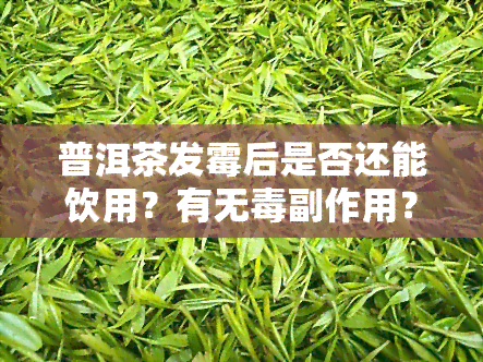 普洱茶发霉后是否还能饮用？有无副作用？看图了解