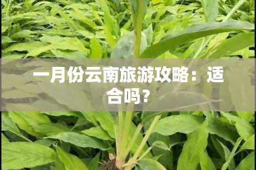 一月份云南旅游攻略：适合吗？