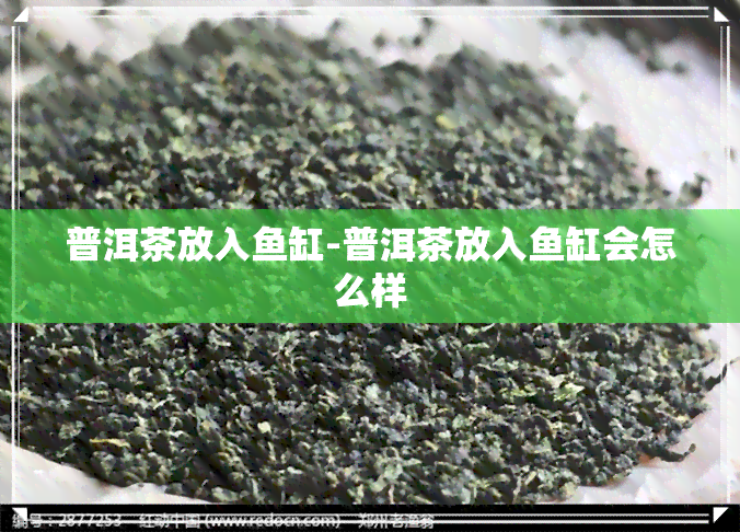 普洱茶放入鱼缸-普洱茶放入鱼缸会怎么样