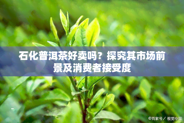 石化普洱茶好卖吗？探究其市场前景及消费者接受度