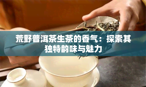 荒野普洱茶生茶的香气：探索其独特韵味与魅力