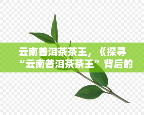 云南普洱茶茶王，《探寻“云南普洱茶茶王”背后的秘密》