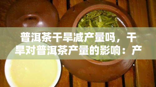 普洱茶干旱减产量吗，干旱对普洱茶产量的影响：产量减少了吗？