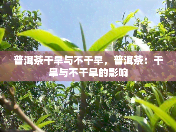 普洱茶干旱与不干旱，普洱茶：干旱与不干旱的影响