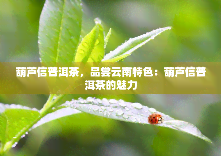 葫芦信普洱茶，品尝云南特色：葫芦信普洱茶的魅力