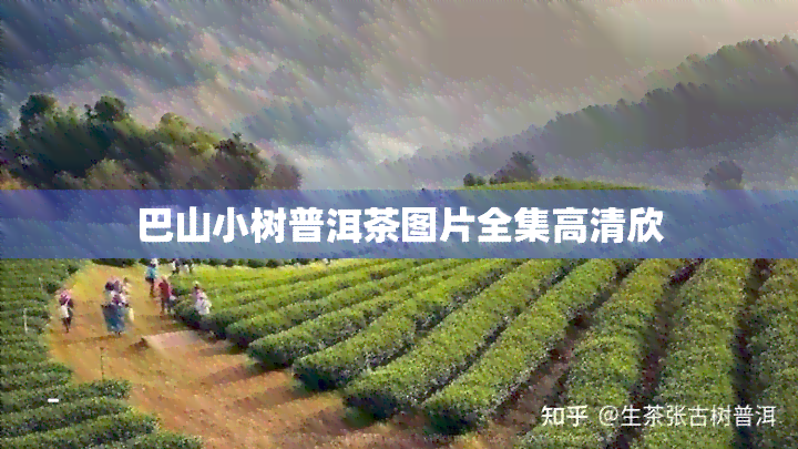 巴山小树普洱茶图片全集高清欣