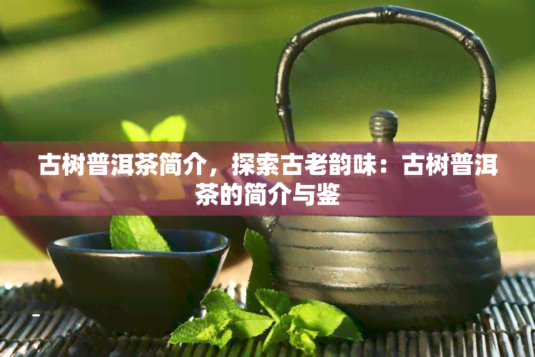 古树普洱茶简介，探索古老韵味：古树普洱茶的简介与鉴