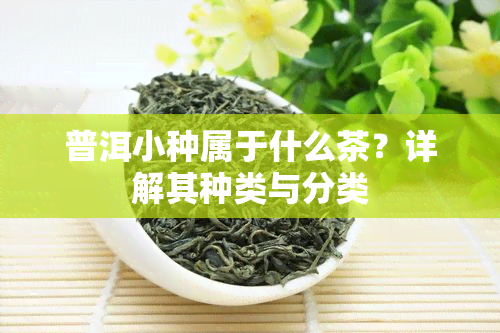 普洱小种属于什么茶？详解其种类与分类